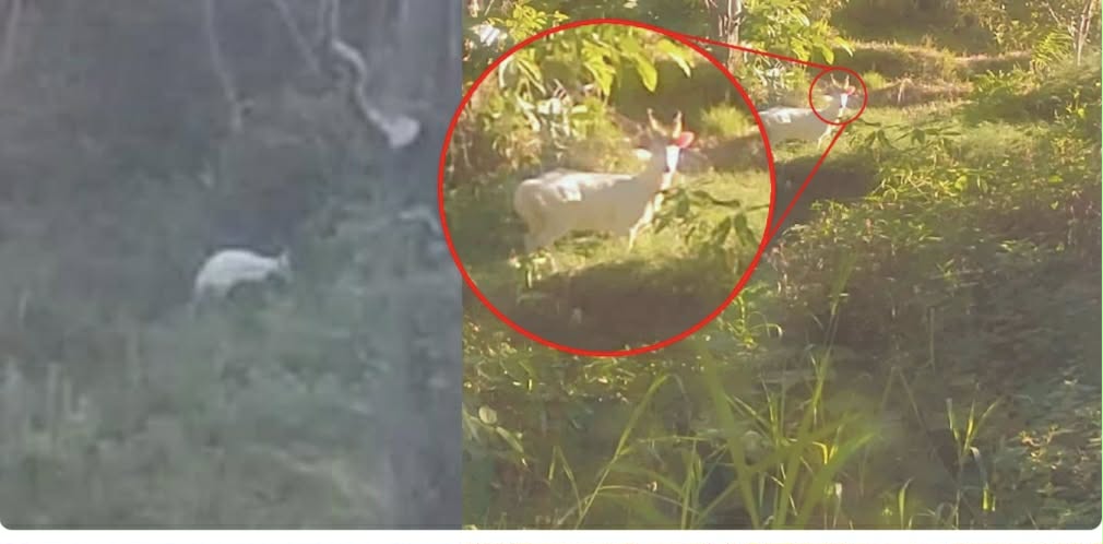 हेलम्बुमा देखियो दुर्लभ सेतो रतुवा मृग